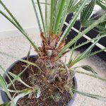 Palma karłowa (Chamaerops humilis) 130cm