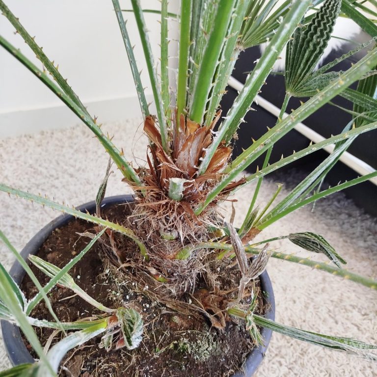 Palma karłowa (Chamaerops humilis) 130cm