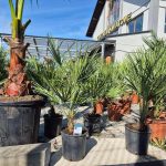 Palma karłowa (Chamaerops humilis) 100cm