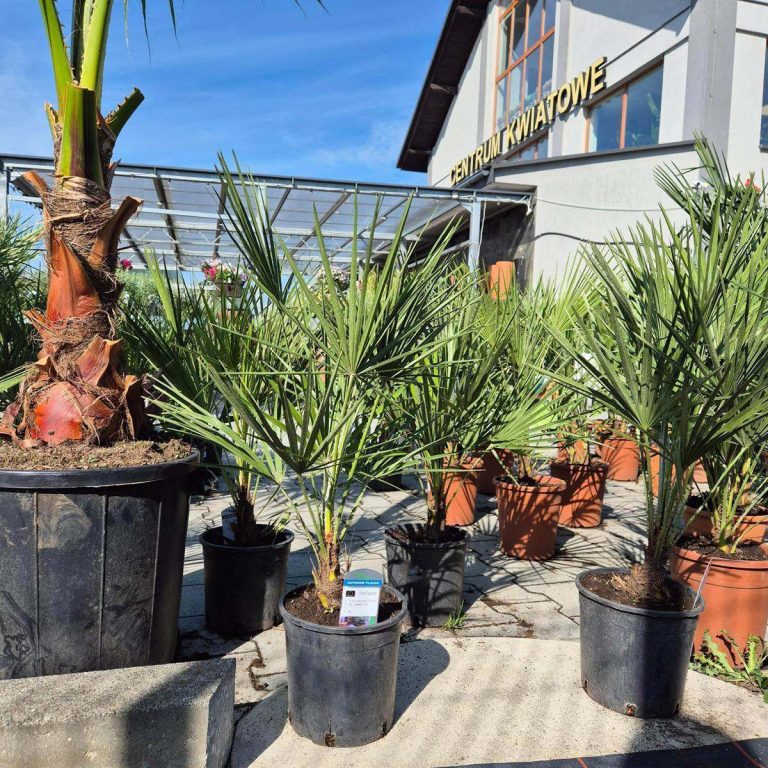 Palma karłowa (Chamaerops humilis) 100cm