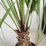 Palma karłowa (Chamaerops humilis) 130cm