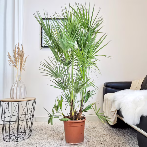 Palma karłowa (Chamaerops humilis) 150-175cm