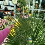 Palma karłowa (Chamaerops humilis) 130cm