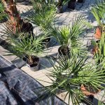 Palma karłowa (Chamaerops humilis) 100cm