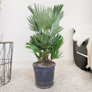 Palma karłowa (Chamaerops humilis) 80cm