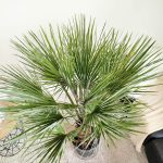 Palma karłowa (Chamaerops humilis) 130cm