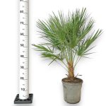 Palma karłowa (Chamaerops humilis) 80cm