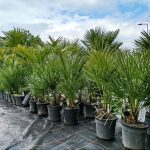 Palma karłowa (Chamaerops humilis) 80cm