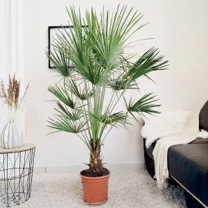 Palma karłowa (Chamaerops humilis) 160cm