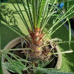 Palma karłowa (Chamaerops humilis) 130cm