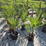 Palma karłowa (Chamaerops humilis) 100cm