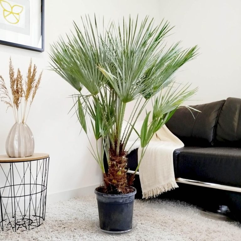 Palma karłowa (Chamaerops humilis) 130cm