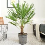 Palma karłowa (Chamaerops humilis) 80cm