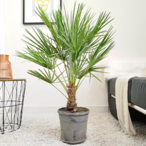 Palma karłowa (Chamaerops humilis) 80cm