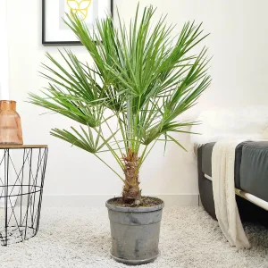 Palma karłowa (Chamaerops humilis) 80cm