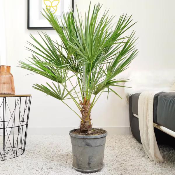 Palma karłowa (Chamaerops humilis) 80-90cm
