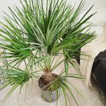 Palma karłowa (Chamaerops humilis) 80cm