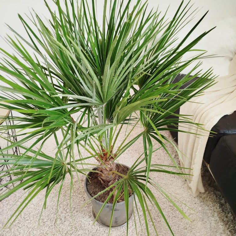 Palma karłowa (Chamaerops humilis) 80cm