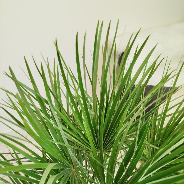Palma karłowa (Chamaerops humilis) 80cm