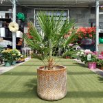 Palma karłowa (Chamaerops humilis) 80cm