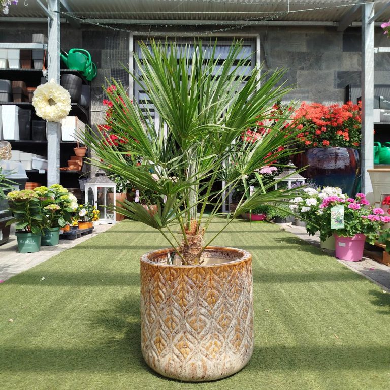 Palma karłowa (Chamaerops humilis) 80cm