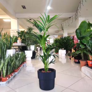 Palma kentia (Howea) 110cm