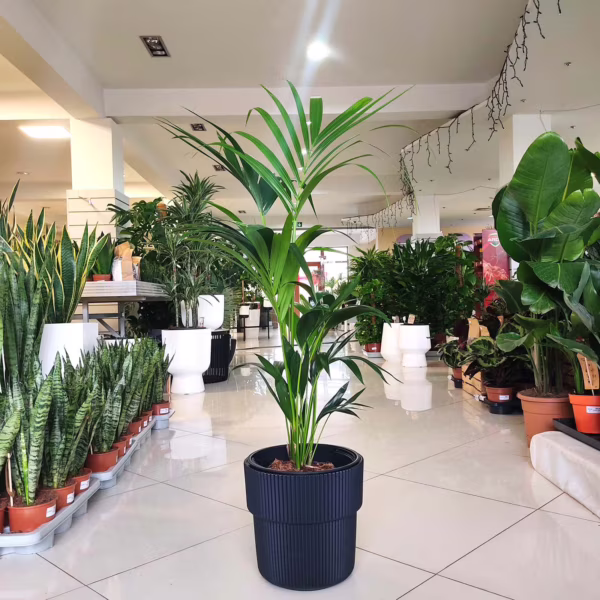 Palma kentia (Howea) 100-110cm