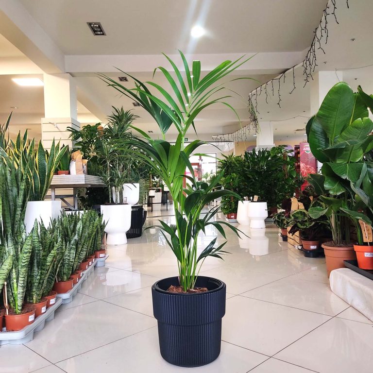 Palma kentia/howea (Howea) 110cm