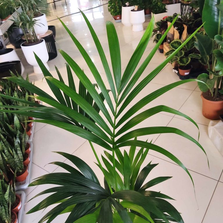 Palma kentia/howea (Howea) 110cm