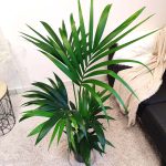 Palma kentia/howea (Howea) 110cm