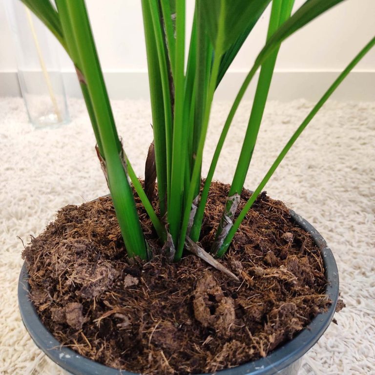 Palma kentia/howea (Howea) 110cm