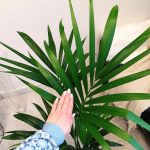 Palma kentia/howea (Howea) 110cm