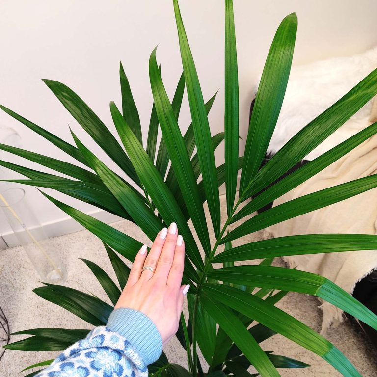 Palma kentia/howea (Howea) 110cm