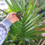 Palma kentia/howea (Howea) 110cm