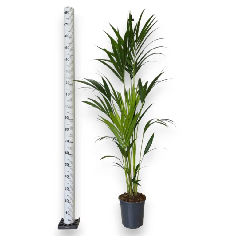 Palma Kentia (Kencja, Howea) 150cm