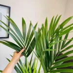 Palma Kentia (Kencja, Howea) 150cm