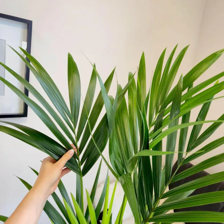 Palma Kentia (Kencja, Howea) 150cm