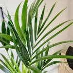 Palma Kentia (Kencja, Howea) 150cm