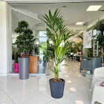 Palma Kentia (Kencja, Howea) 150cm