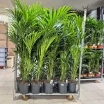 Palma Kentia (Kencja, Howea) 150cm
