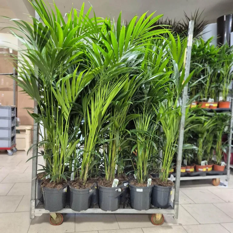 Palma Kentia (Kencja, Howea) 150cm