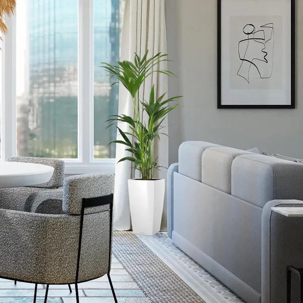 Palma kentia/howea (Howea) 100cm