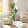 Palma kentia/howea (Howea) 90-100cm