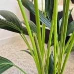 Palma kentia/howea (Howea) 100cm