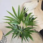Palma kentia/howea (Howea) 100cm