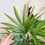 Palma kentia/howea (Howea) 100cm