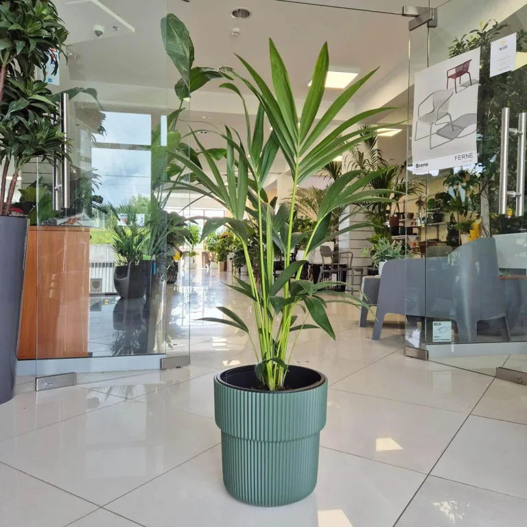 Palma kentia/howea (Howea) 100cm