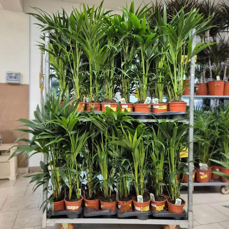 Palma kentia/howea (Howea) 100cm