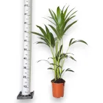 Palma kentia/howea (Howea) 100cm