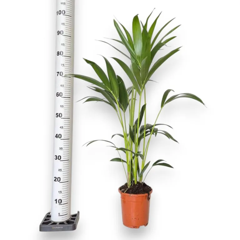 Palma kentia/howea (Howea) 100cm